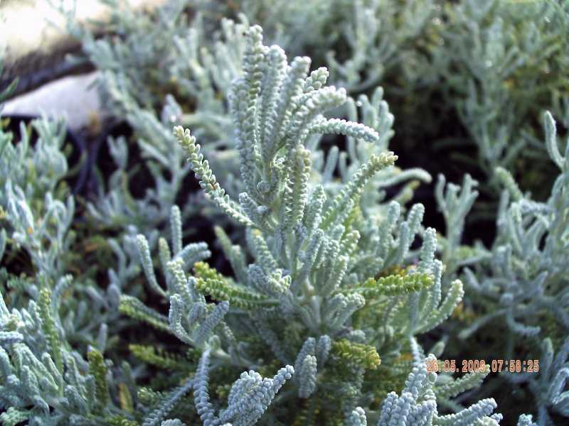 Santolina insularis ?